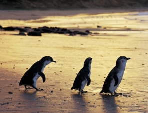 Penguins on Kangaroo Island